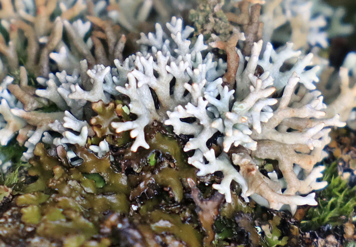 Sphaérosus fragilis &copy; Jean-Claude Corbel, PNRLF