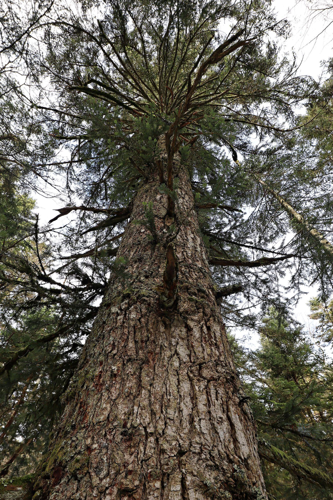 Sapin &copy; Jean-Claude Corbel, PNRLF