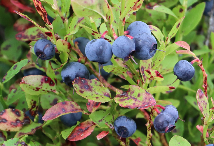 Myrtille &copy; Jean-Claude Corbel, PNRLF