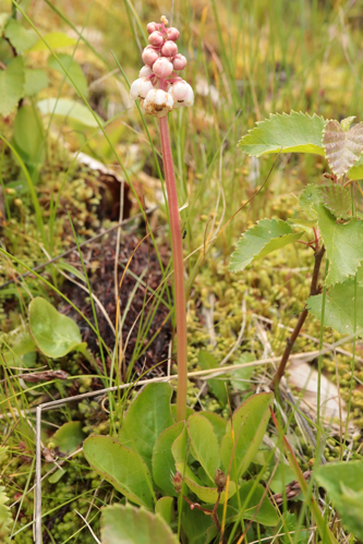 Pyrole mineure &copy; JC Corbel