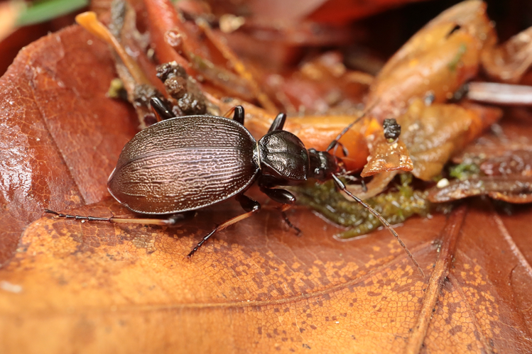 Cychrus attenuatus &copy; JC CORBEL