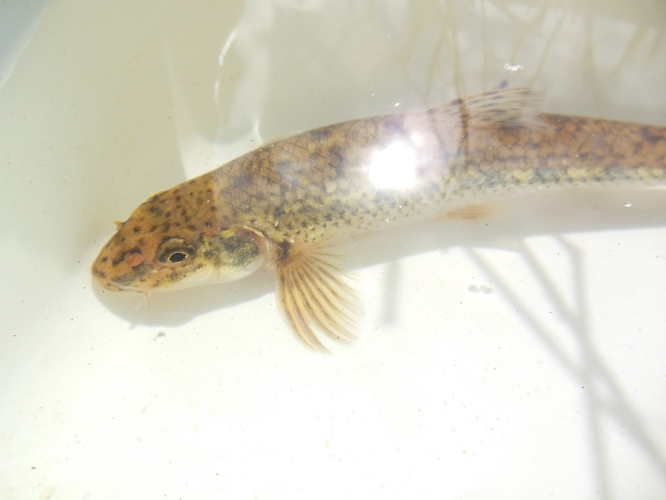 Goujon &copy; Etienne Bienvenu - PNRLF