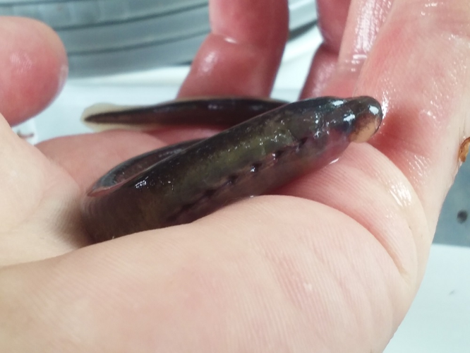 Lamproie &copy; Etienne Bienvenu - PNRLF