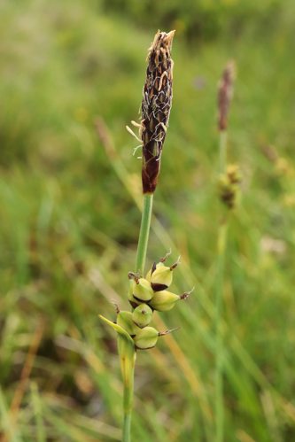 Carex panicéa &copy; JC CORBEL