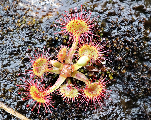 Droséra rotondifolia &copy; JC CORBEL