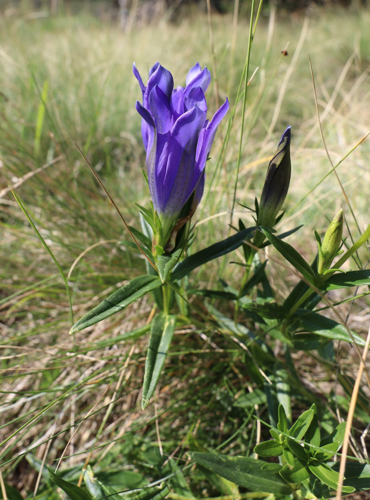 Gentiana pneumonanthe &copy; JC CORBEL