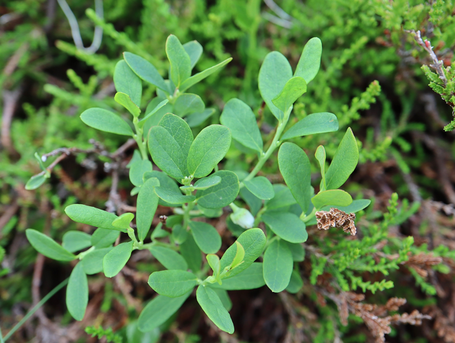 Vaccinium Uliginosum Microphyllum_ &copy; JC CORBEL