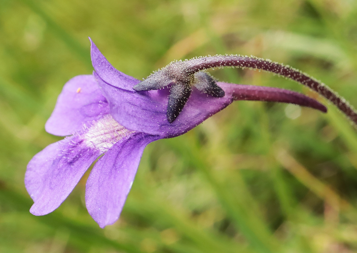Grassette à grande fleurs &copy; JC CORBEL