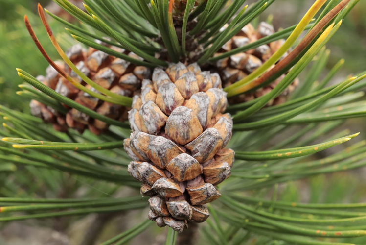 Pin à crochets &copy; JC CORBEL