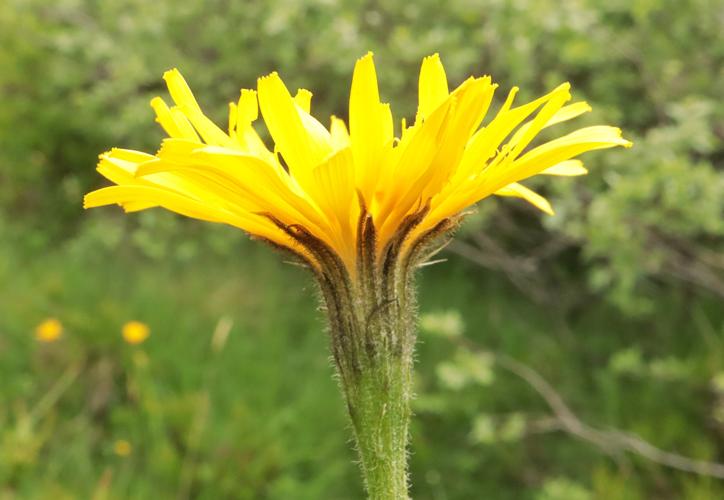 Scorzoneroides pyrenaica &copy; JC CORBEL