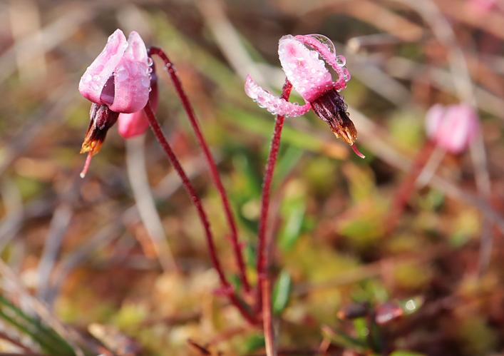 Canneberge &copy; JC CORBEL