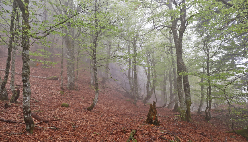 Hêtraie &copy; JC CORBEL