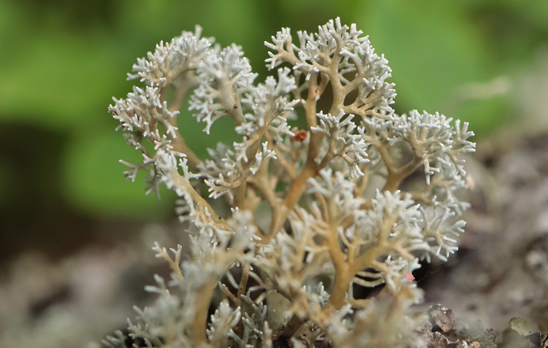 Sphaerophorus globosus &copy; JC CORBEL