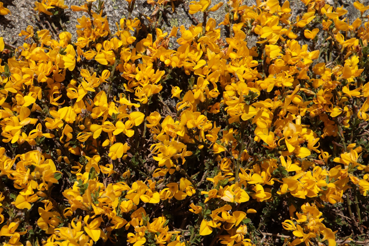 <i>Genista pilosa</i> L., 1753 &copy; JC CORBEL