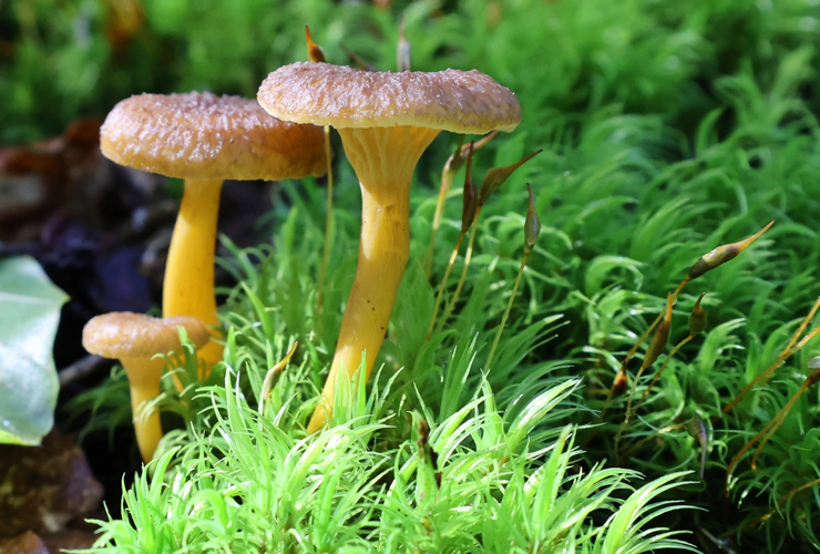 Chanterelle en tube &copy; JC CORBEL