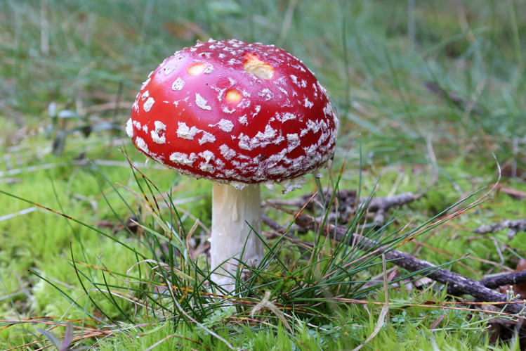 Amanite tue mouche &copy; JC CORBEL