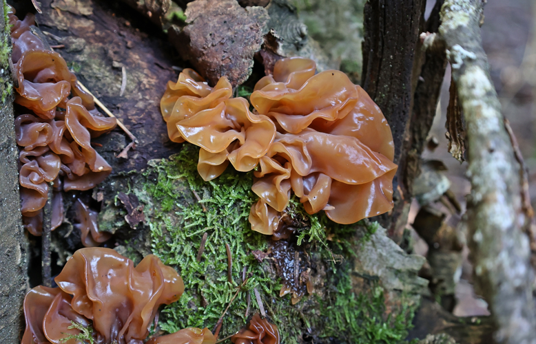 Tremelle foliacé &copy; JC CORBEL