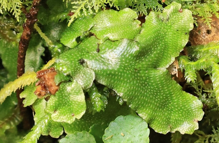 Conocephalum Conicum &copy; JCCorbel