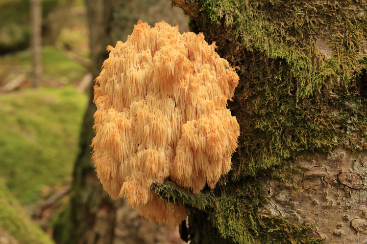 Hericium erinaceus &copy; JCCorbel
