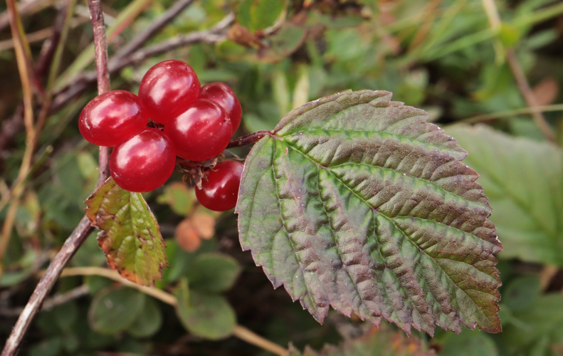 Ronce des rochers, fruit &copy; JCCorbel