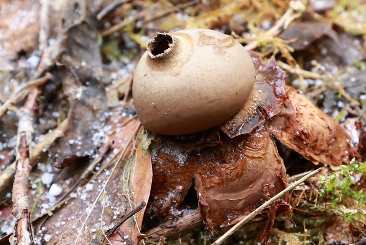 Étoile hygrométrique &copy; JCCorbel