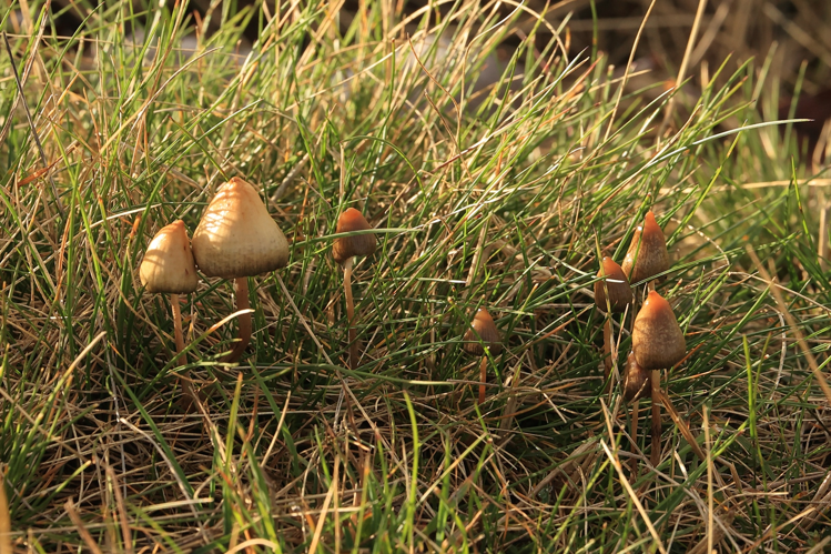 Psilocybe semilanceata &copy; JCCorbel