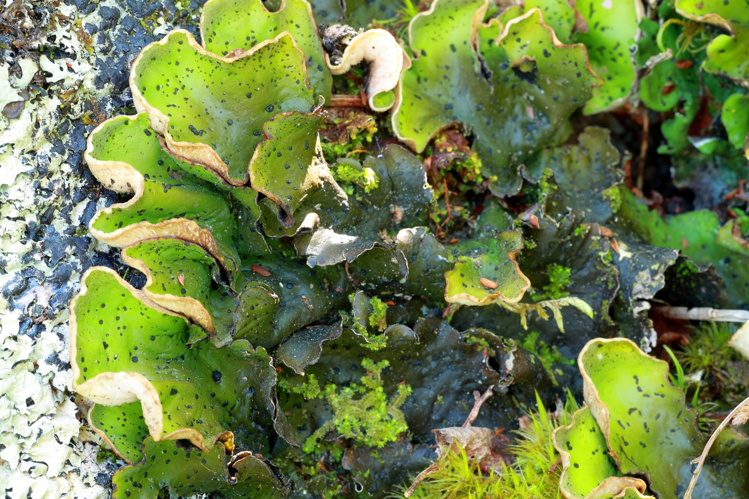 Peltigera aphthosa &copy; JCCorbel