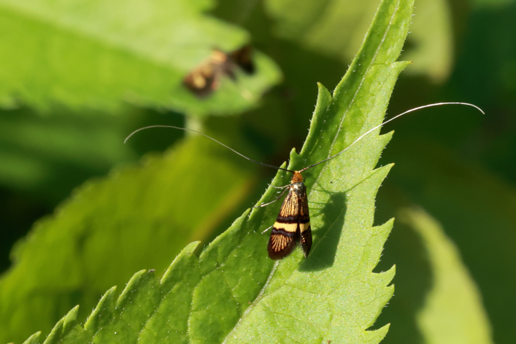 Nemophora degeerella &copy; JCCorbel