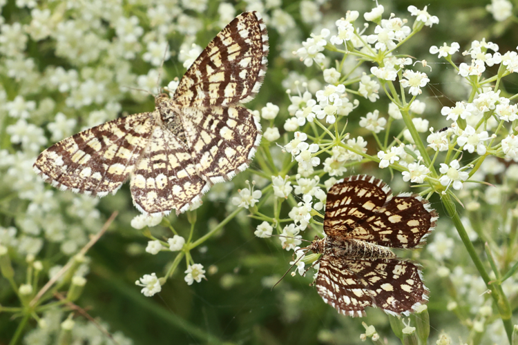 Géomètre à barreaux &copy; JCCorbel