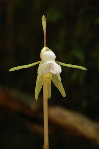 Epipogon sans feuilles &copy; JCCorbel