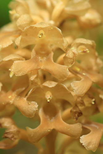 Néottie nid d'oiseau &copy; JcCorbel