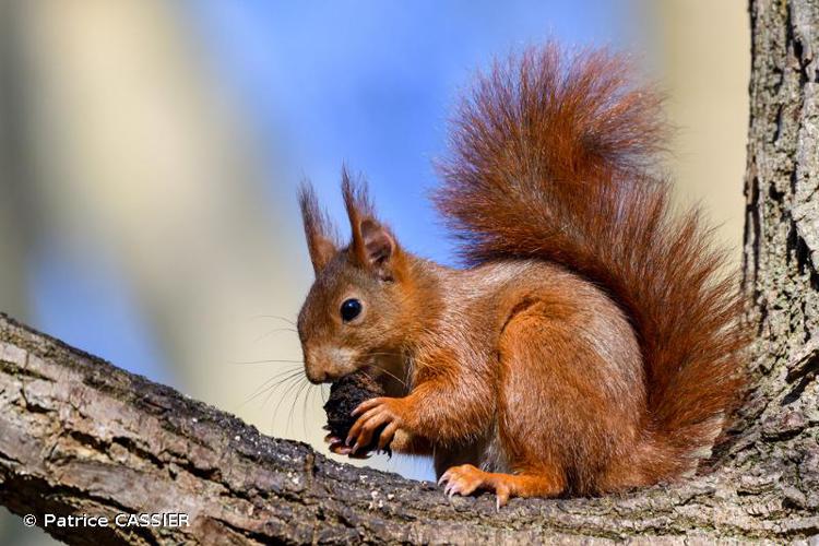 <i>Sciurus vulgaris</i> Linnaeus, 1758 © Patrice CASSIER