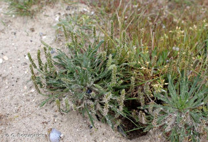 <i>Plantago coronopus</i> L., 1753 © O. Roquinarc'h