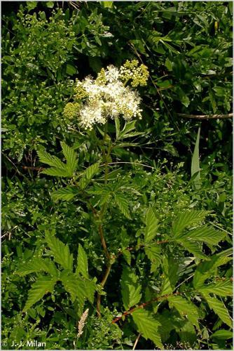 <i>Filipendula ulmaria</i> (L.) Maxim., 1879 © 