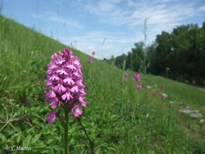 <i>Anacamptis pyramidalis</i> (L.) Rich., 1817 © 