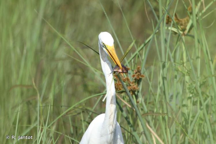 <i>Ardea alba</i> Linnaeus, 1758 © R. Jantot