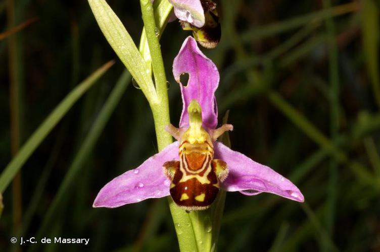 <i>Ophrys apifera</i> Huds., 1762 © J.-C. de Massary