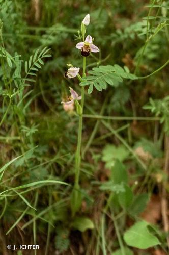 <i>Ophrys scolopax</i> Cav., 1793 © J. ICHTER