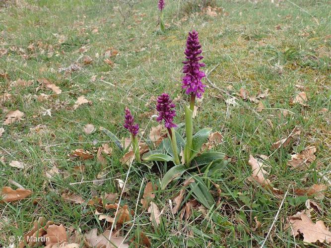 <i>Orchis mascula</i> (L.) L., 1755 © 