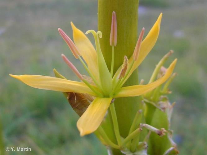 <i>Gentiana lutea</i> L., 1753 © 