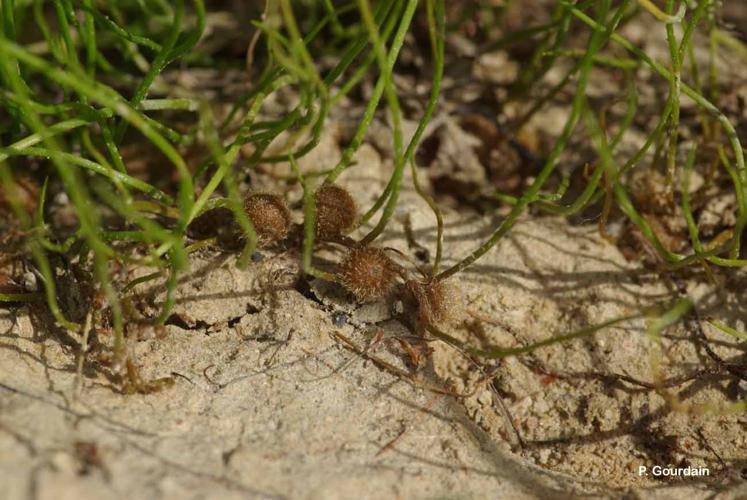 <i>Pilularia globulifera</i> L., 1753 © P. Gourdain