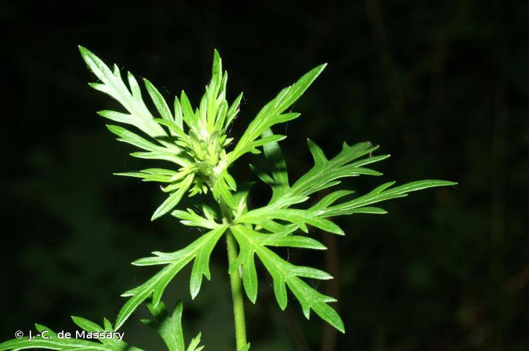 <i>Aconitum napellus</i> L., 1753 © J.-C. de Massary