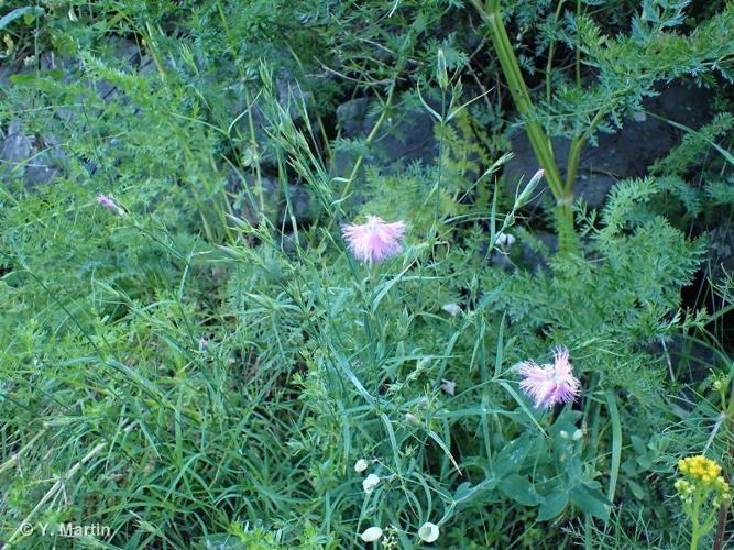 <i>Dianthus hyssopifolius</i> L., 1755 © 