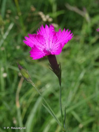 <i>Dianthus seguieri </i>subsp.<i> pseudocollinus</i> (P.Fourn.) Jauzein, 2010 © P. Rouveyrol