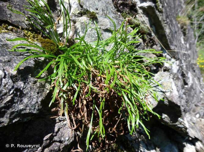 <i>Asplenium septentrionale</i> (L.) Hoffm., 1795 © P. Rouveyrol