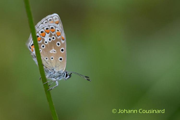 <i>Polyommatus icarus</i> (Rottemburg, 1775) © Johann Cousinard