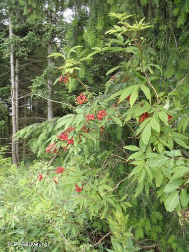 <i>Sambucus racemosa</i> L., 1753 © P. Rouveyrol