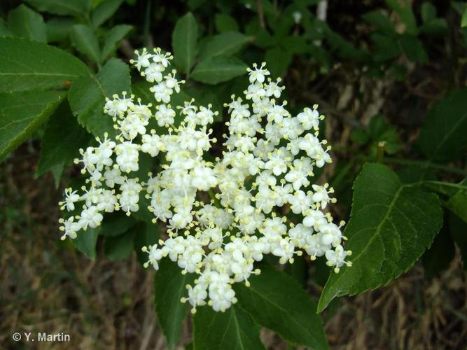 <i>Sambucus nigra</i> L., 1753 © 