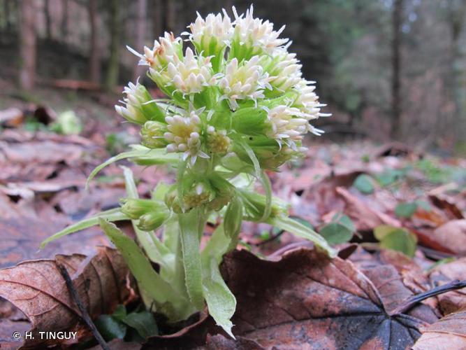 <i>Petasites albus</i> (L.) Gaertn., 1791 © H. TINGUY