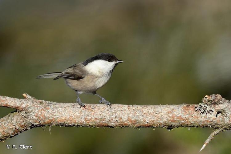 <i>Poecile montanus</i> (Conrad, 1827) © R. Clerc